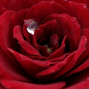 Онлайн магазин за рози - Червен - мини родословни рози - дискретен аромат - Pоза Лолипоп - Ралф С. Муур - Клъстерът е цветен,идеален за декорация на ъгли